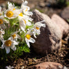 25 WHITE ANEMONE Pulsatilla Vulgaris PASQUE flower Seeds