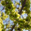 50 CHINESE ELM TREE (Lacebark) Ulmus Parvifolia Seeds