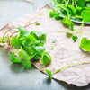 100 MINER'S LETTUCE Winter Purslane Spinach Claytonia Perfoliata Vegetable Seeds