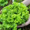 Loose Leaf Green Grand Rapids Lettuce Seeds – Lactuca Sativa Vegetable