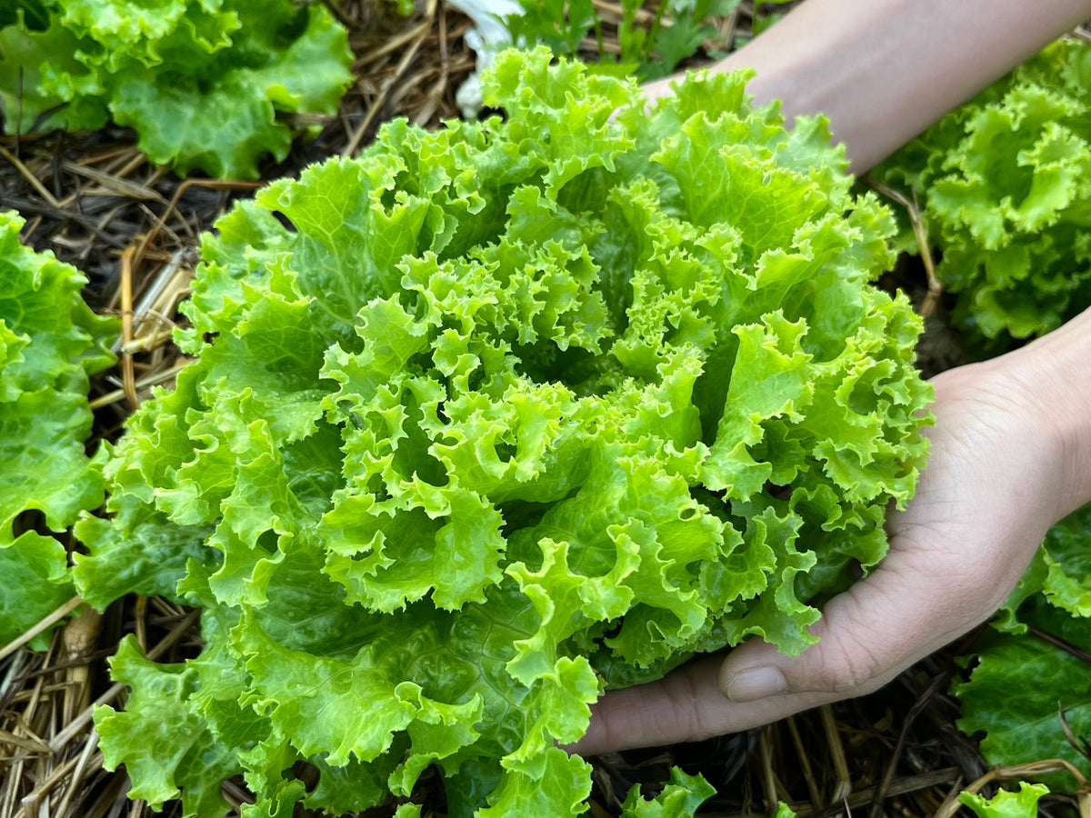 Loose Leaf Green Grand Rapids Lettuce Seeds – Lactuca Sativa Vegetable