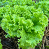 Loose Leaf Green Grand Rapids Lettuce Seeds – Lactuca Sativa Vegetable – photo 9