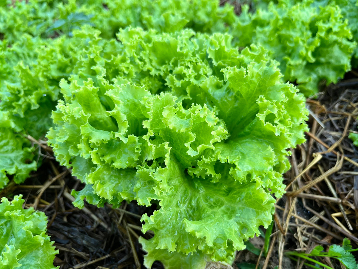 Loose Leaf Green Grand Rapids Lettuce Seeds – Lactuca Sativa Vegetable – photo 9