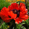 100 BEAUTY Of Livermere ORIENTAL POPPY Papaver Orientale Flower Seeds