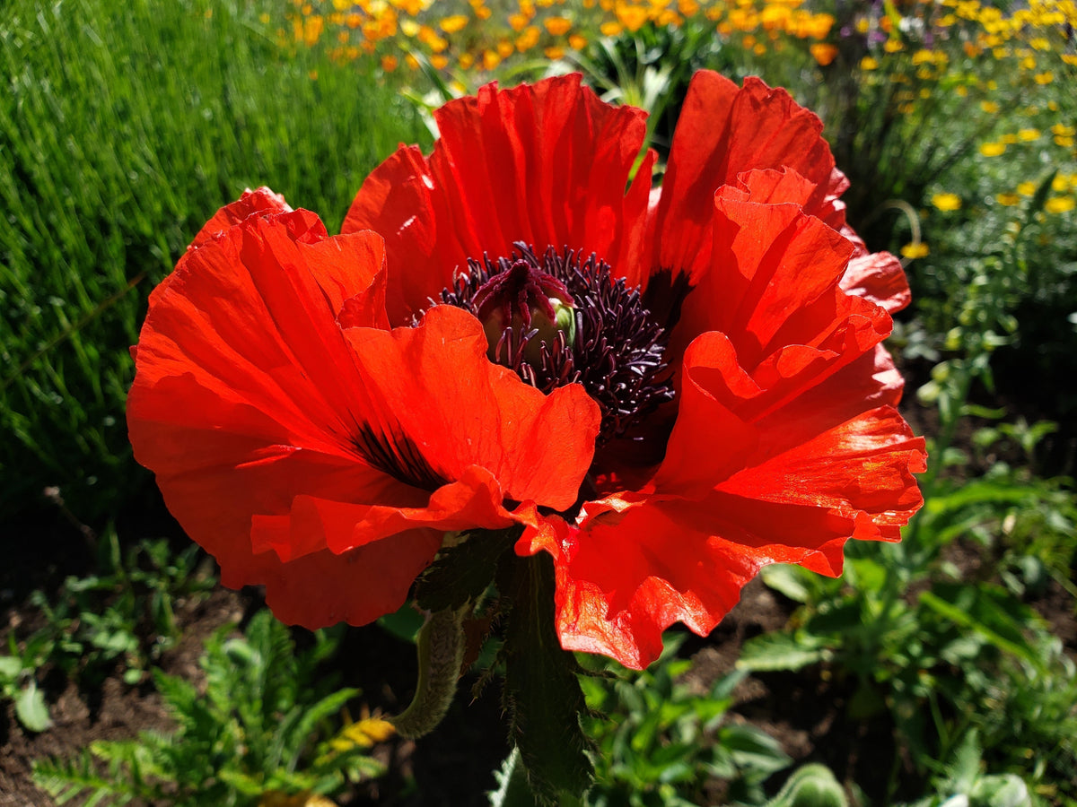 Mixed Colors Oriental Poppy Papaver Orientale Flower Seeds – photo 5