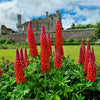 25 RED LUPINE 'My CASTLE' Lupinus Polyphyllus Scarlet Russell Lupin Band of Nobles Series Flower Seeds