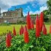 25 RED LUPINE 'My CASTLE' Lupinus Polyphyllus Scarlet Russell Lupin Band of Nobles Series Flower Seeds