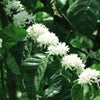 15 ARABICA COFFEE Tree Shrub Seeds - Grow your own coffee!