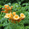 10 YELLOW HUMMINGBIRD TRUMPET Vine Flower Campsis Radicans Flava Climber Seeds