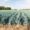 800 AMERICAN FLAG LEEK (Large Leek) Allium Porrum Vegetable Seeds