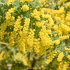 10 GOLDEN MIMOSA Acacia Baileyana Yellow Wattle Tree Flower Seeds