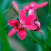 20 PAINTED PETALS FREESIA Mixed Colors Anomatheca Laxa Red Blue Pink White Purple Flower Seeds