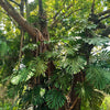 5 Organic SPLIT LEAF PHILODENDRON Monstera Deliciosa Swiss Cheese Plant Vine Seeds