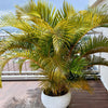 15 PARLOR PALM Neanthe Bella Palm Chamaedorea Elegans Tree Houseplant Seeds