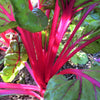 40 PINK LIPSTICK SWISS CHARD Vegetable Seeds Perpetual Spinach Beta Vulgaris Seeds