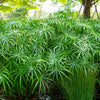 50 UMBRELLA PALM TREE Cyperus Involucratus Papayrus Sedge Seeds