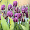 10 CHECKER LILY Fritillaria Affinis Chocolate Mission Bells Flower Seeds
