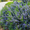 100 ROSEMARY Rosmarinus Officinalis Herb Flower Seeds
