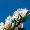 10 WHITE ORCHID TREE Bauhinia Alba syn Variegata Candida Hawaiian Mountain Ebony Camel's Foot Butterfly Flower Tree Hummingbird Seed