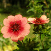 50 NEPAL CINQUEFOIL / POTENTILLA Nepalensis Pink Red Flower Seeds