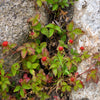 Red Indian Tuttifrutti Strawberry Seeds – Duchesnea Indica Flower Berry Fruit – photo 4