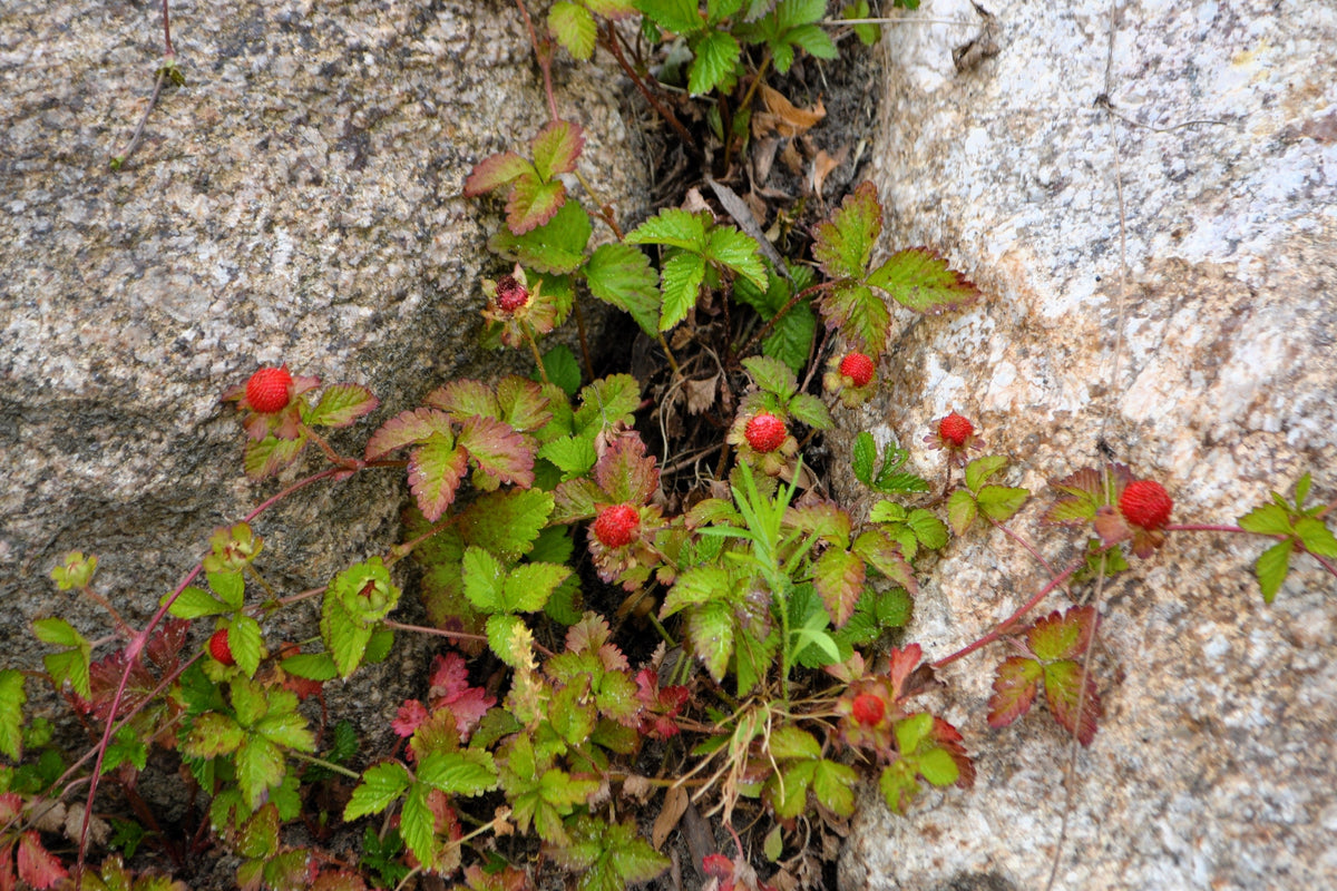 Red Indian Tuttifrutti Strawberry Seeds – Duchesnea Indica Flower Berry Fruit – photo 4
