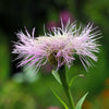 25 AMERICAN ROSE (Centaurea Aloha / American Starflower / American Basket Flower / America Starthistle) Centaurea Americana Flower Seeds