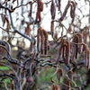 5 EUROPEAN HAZELNUT TREE aka Common Filbert Corylus Avellana Fruit Nut Seeds