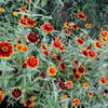 75 Mixed Colors PERSIAN CARPET ZINNIA Zinnia Haageana Flower Seeds