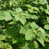 5 TRUE PATCHOULI SHRUB Fragrant Patchouly Pogostemon Cablin Herb Seeds
