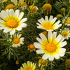 1000 GARLAND CROWN DAISY Chrysanthemum Coronarium Glebionis Flower Seeds