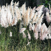 200 WHITE PAMPAS GRASS Cortaderia Selloana Ornamental Flower Seeds