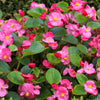 25 Rose PINK WAX BEGONIA Semperflorens Fibrous Shade Flower Seeds
