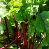 300 RHUBARB RED SWISS CHARD Perpetual Spinach Beta Vulgaris Vegetable Seeds