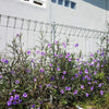 100 Blue Purple FRINGELEAF PETUNIA Wild Ruellia Humilis Perennial Native Flower Seeds