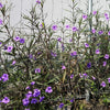 100 Blue Purple FRINGELEAF PETUNIA Wild Ruellia Humilis Perennial Native Flower Seeds