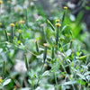 25 PAPALO Yerba Porosa, Summer Cilantro, Bolivian Coriander, Porophyllum Ruderale Culinary Herb Seeds