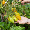 40 BANANA LEGS TOMATO Heirloom Yellow Lycopersicon Fruit Vegetable Seeds