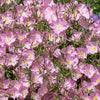 1000 Showy PINK EVENING PRIMROSE (Pink Ladies / Mexican Evening) Oenothera Speciosa Flower Seeds