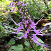 5 TRUE PATCHOULI SHRUB Fragrant Patchouly Pogostemon Cablin Herb Seeds