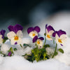 Johnny Jump Up Seeds – Violet Viola Tricolor Flower – photo 6