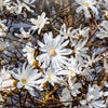 5 STAR MAGNOLIA Stellata TREE Seeds - Fragrant White to Pink Big 4" Wide Flowers