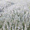 20 WHITE LAVENDER English Lavandula Angustifolia Herb Flower Seeds