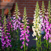 Foxglove Excelsior Mix Seeds – Digitalis Purpurea Mixed Colors Flower – photo 6