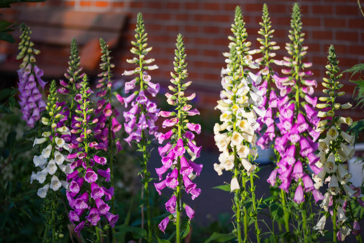 Foxglove Excelsior Mix Seeds – Digitalis Purpurea Mixed Colors Flower – photo 6