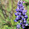 100 ARROYO LUPINE (Hollowleaf Lupine / Succulent Lupine) Lupinus Succulentus Flower Seeds