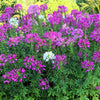 100 VIOLET QUEEN CLEOME Hassleriana Cleome Spinosa Purple Spider Flower Seeds