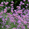 150 BUENOS AIRES VERBENA Brazilian Purple Bonariensis Patagonica Flower Seeds
