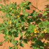 100 Country Mallow Seeds – (Bala / Flannel Weed) Sida Cordifolia Flower – photo 5