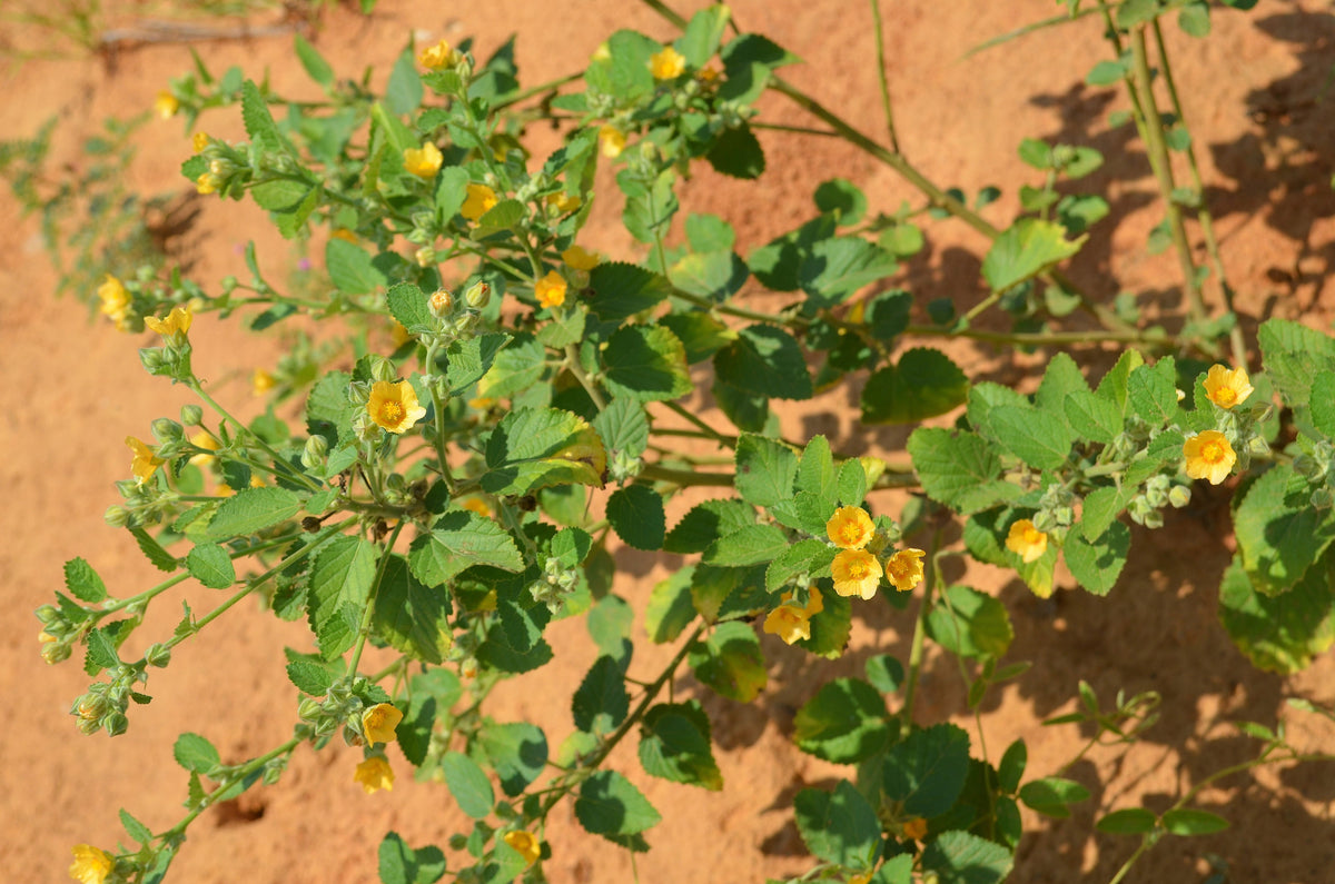100 Country Mallow Seeds – (Bala / Flannel Weed) Sida Cordifolia Flower – photo 5